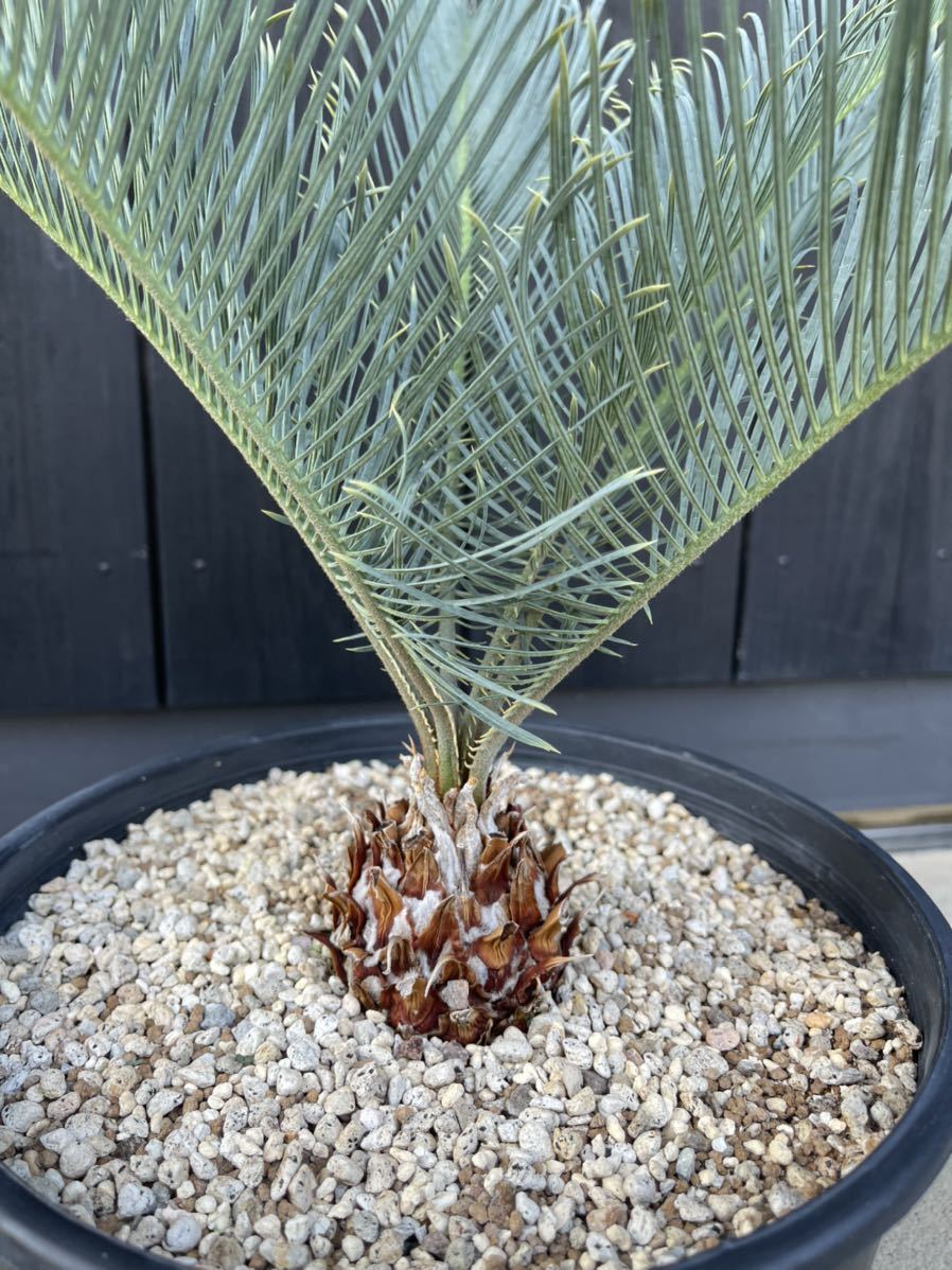 サイカス カイルンシアナ cycas cairnsiana サイカス・カイルンシアナ |ワンダープランツジャパン