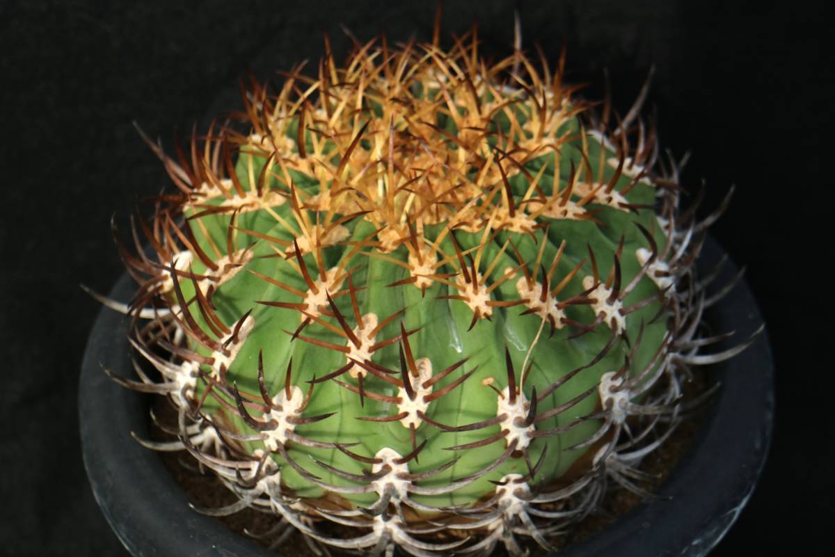 多肉植物 ハオルチア 白水晶錦 透明窓 超美品 糊斑 【公式通販】