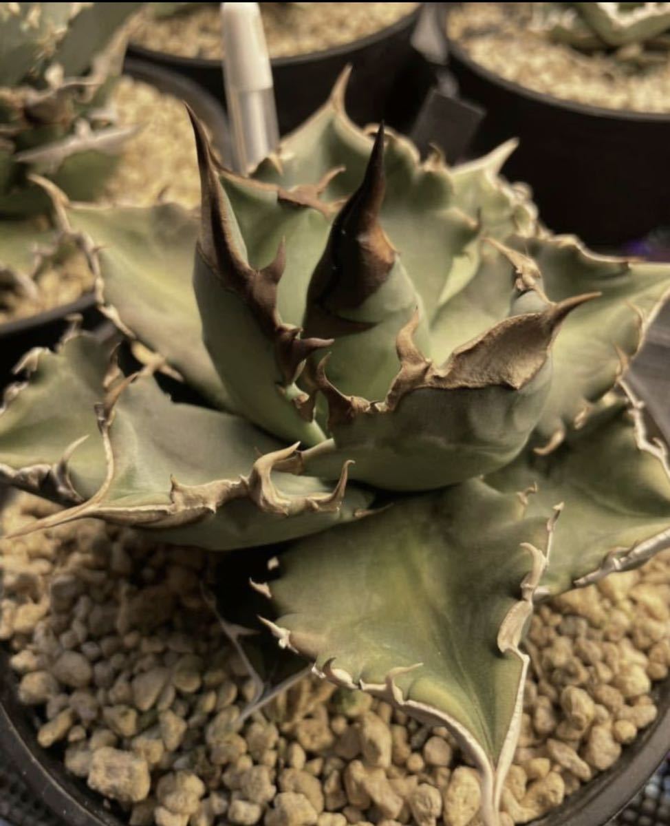 アガベ チタノタ ホワイトファイヤー 白火焔 子株 | titanota Agave