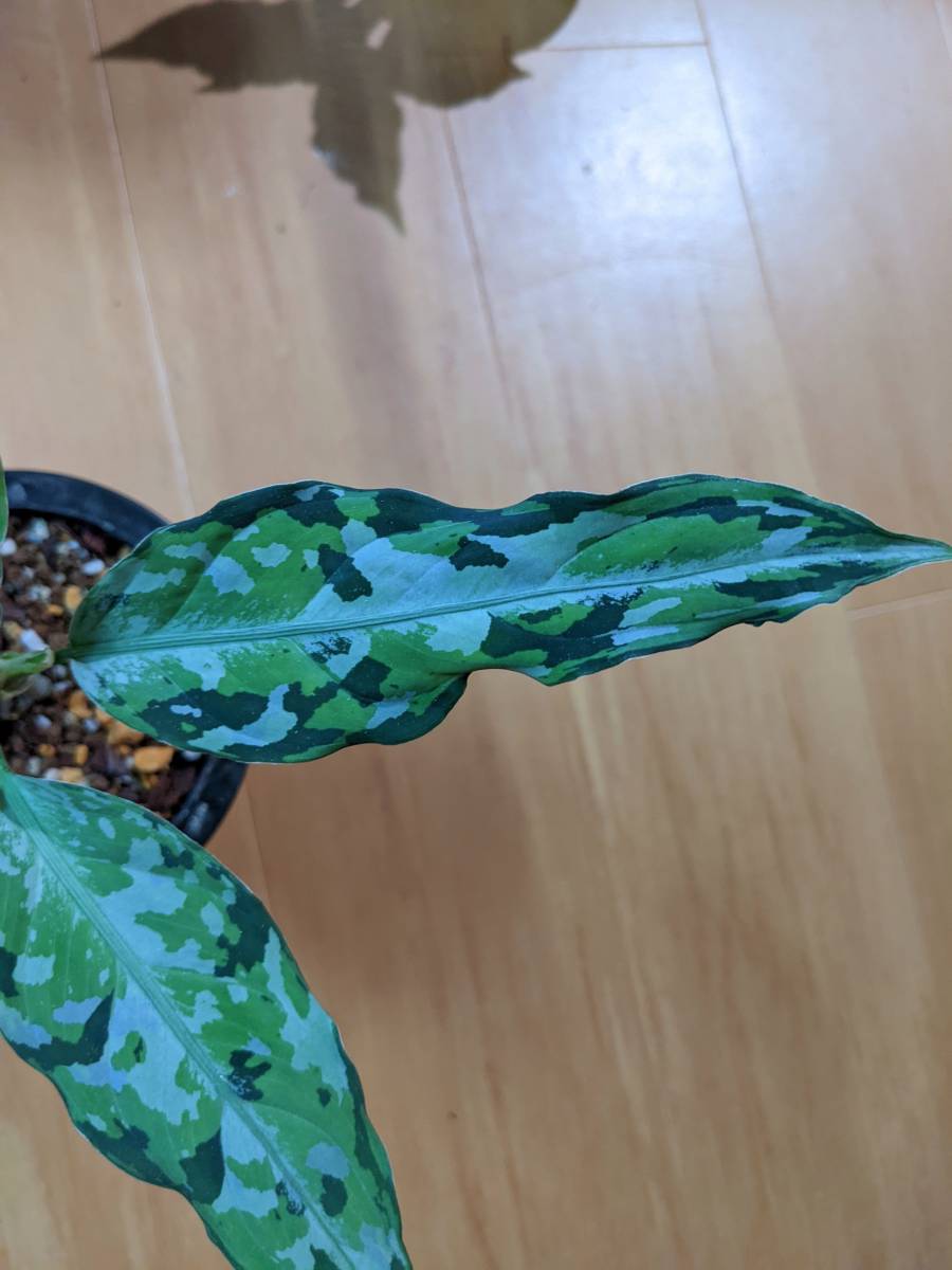Aglaonema pictum tricolor LA0817-04m増殖株 【公式通販】