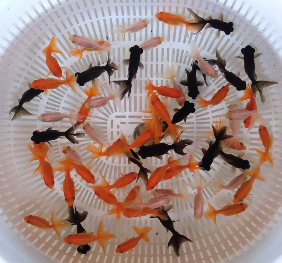 プー様専用】 金魚掬い ＋30匹 【公式通販】