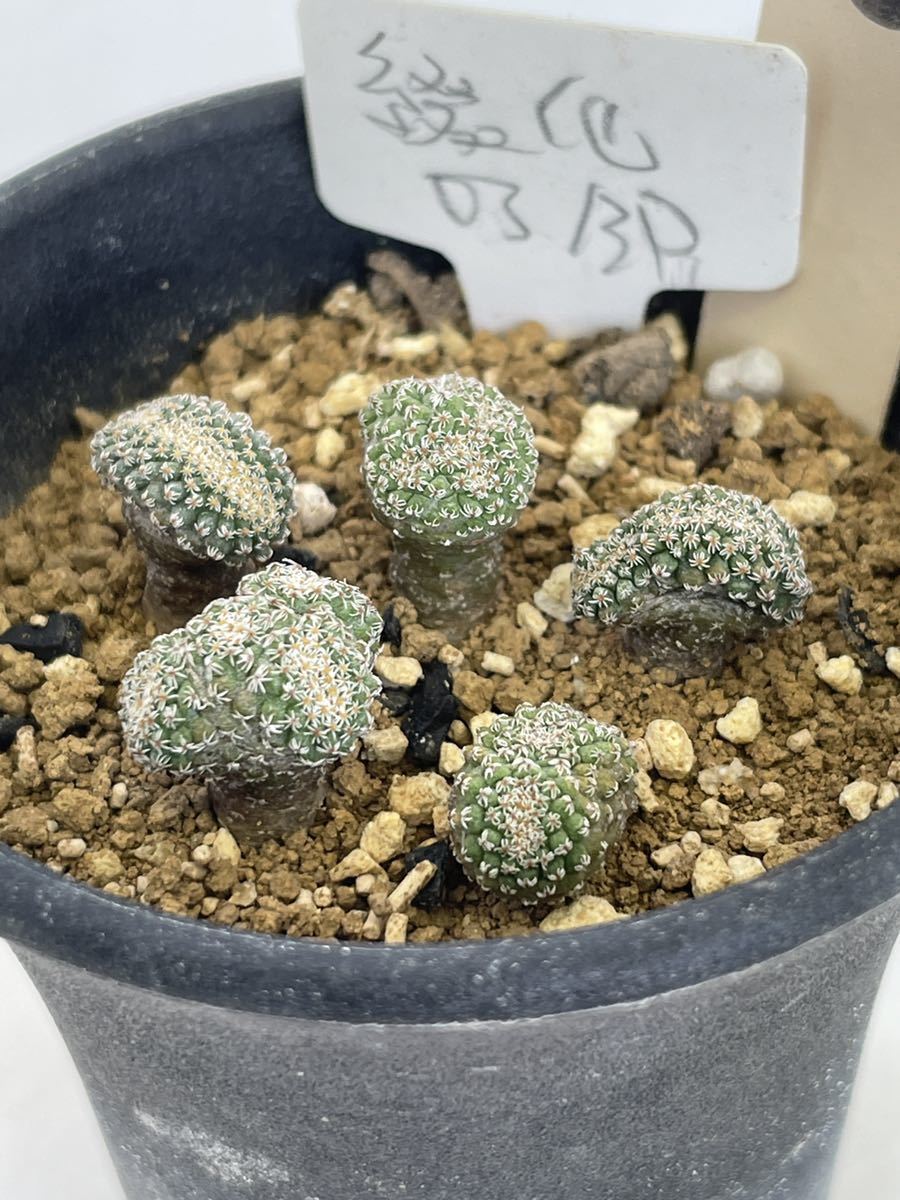 サボテン 菊水 綴化 サボテン 13菊水綴化vs錦 サボテン 公式通販 綴化 実生苗 多肉植物