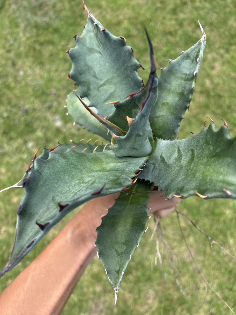 NEW】AGAVE アガベ サルミアナ フェロックス Agave salmiana var.ferox
