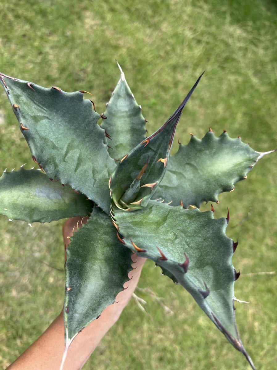NEW】AGAVE アガベ サルミアナ フェロックス Agave salmiana var.ferox