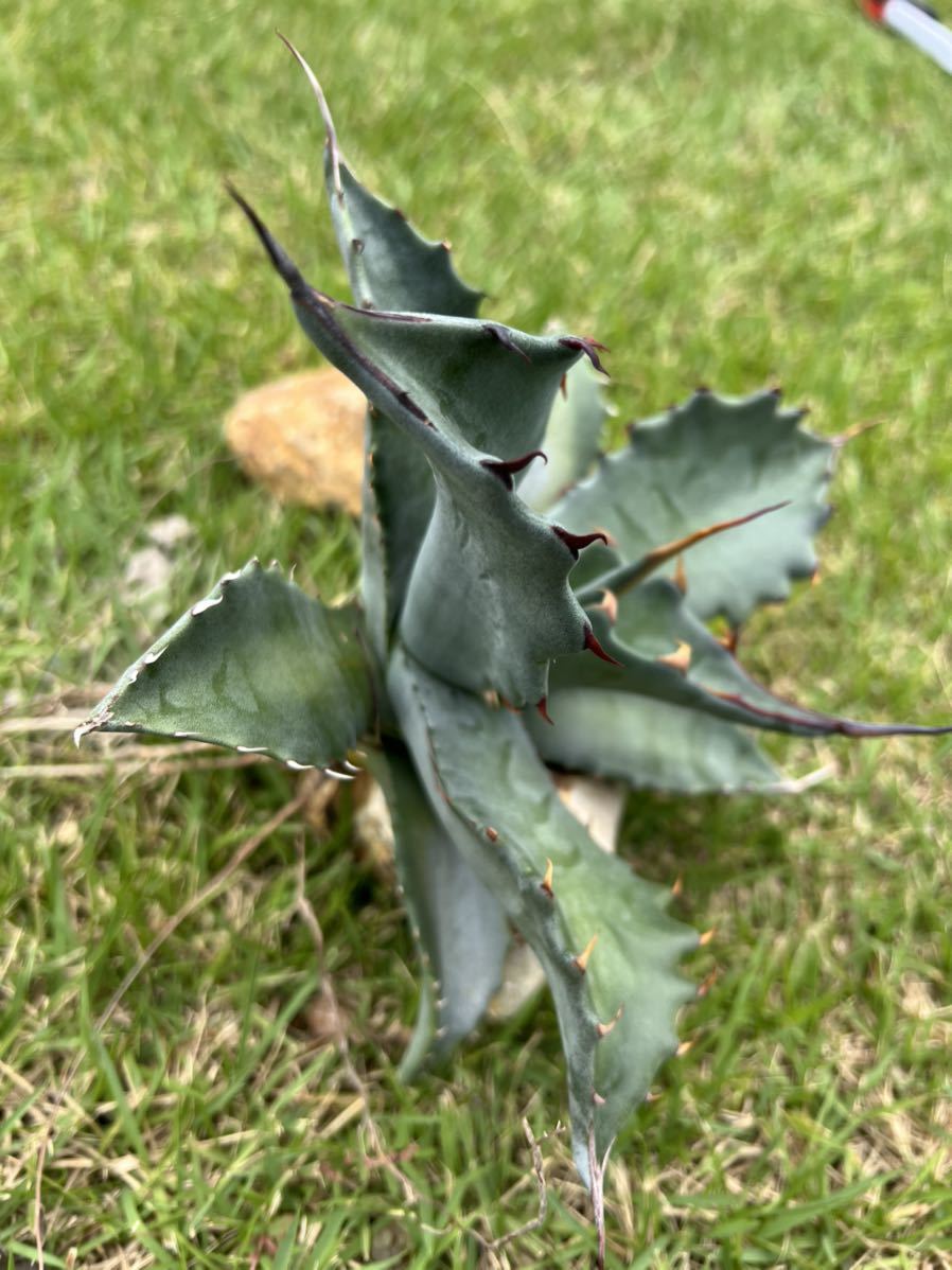 NEW】AGAVE アガベ サルミアナ フェロックス Agave salmiana var.ferox