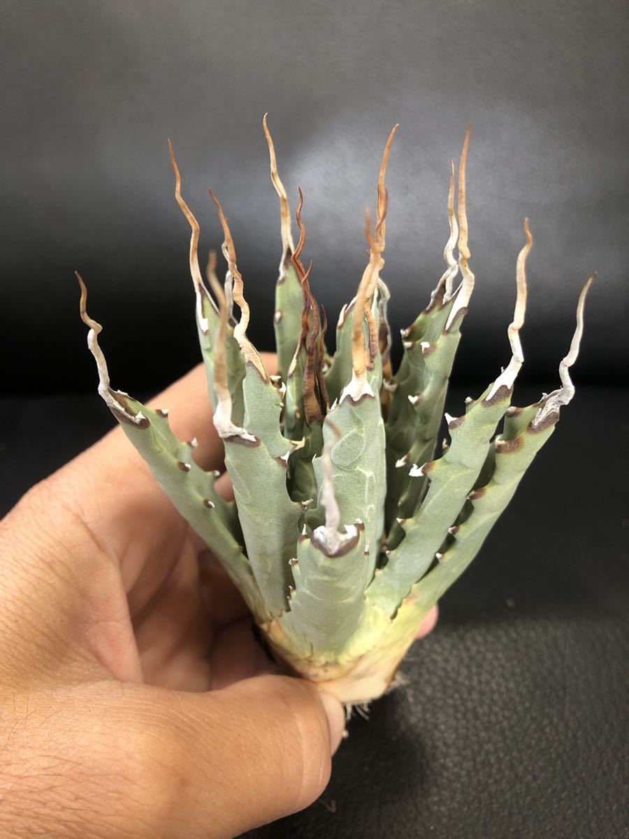 A19 Agave アガベ ユタエンシス エボリスピナ 陽炎 名