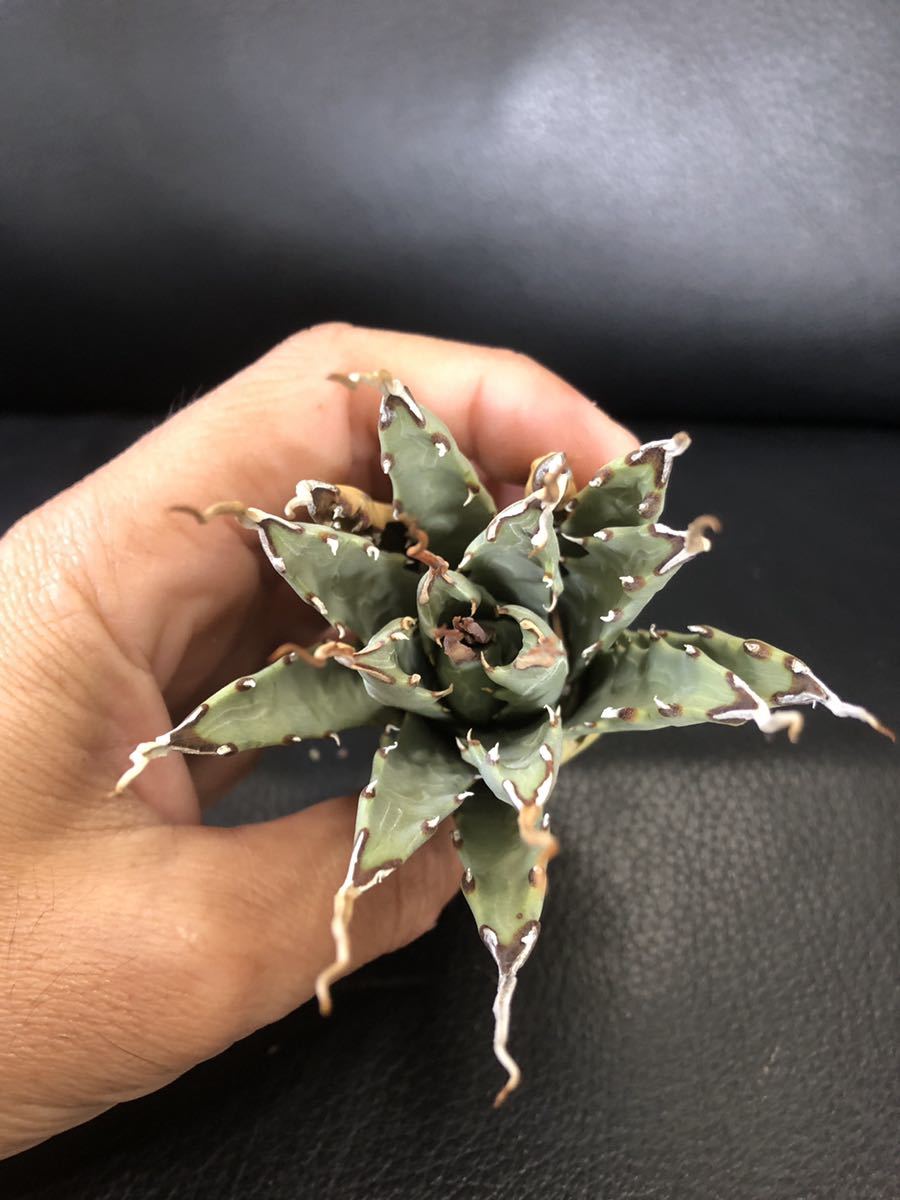 A19 Agave アガベ ユタエンシス エボリスピナ 陽炎 名