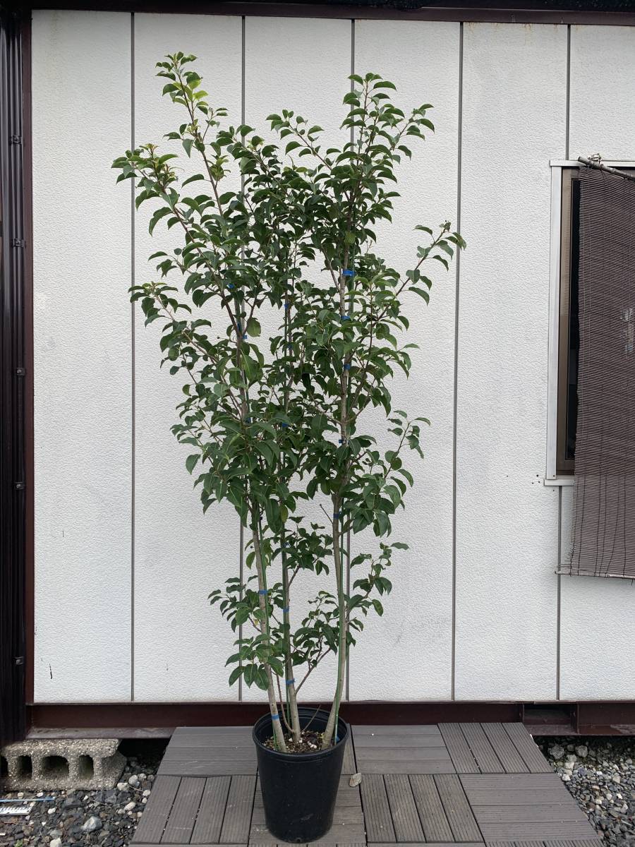 常緑樹　⭐️ ソヨゴ　⭐️ 複数株立⭐️ 雌株　104 ソヨゴ 株立 雌株 常緑樹 ⭐️ ソヨゴ ⭐️ 複数株立⭐️ 雌株 104
