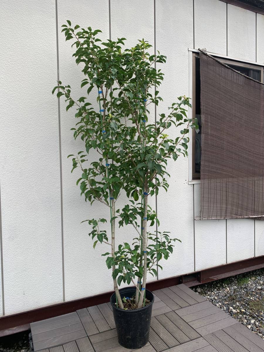 ソヨゴ | シンボルツリー 雌株 常緑樹 和風 株立ち ソヨゴの特徴と赤い実