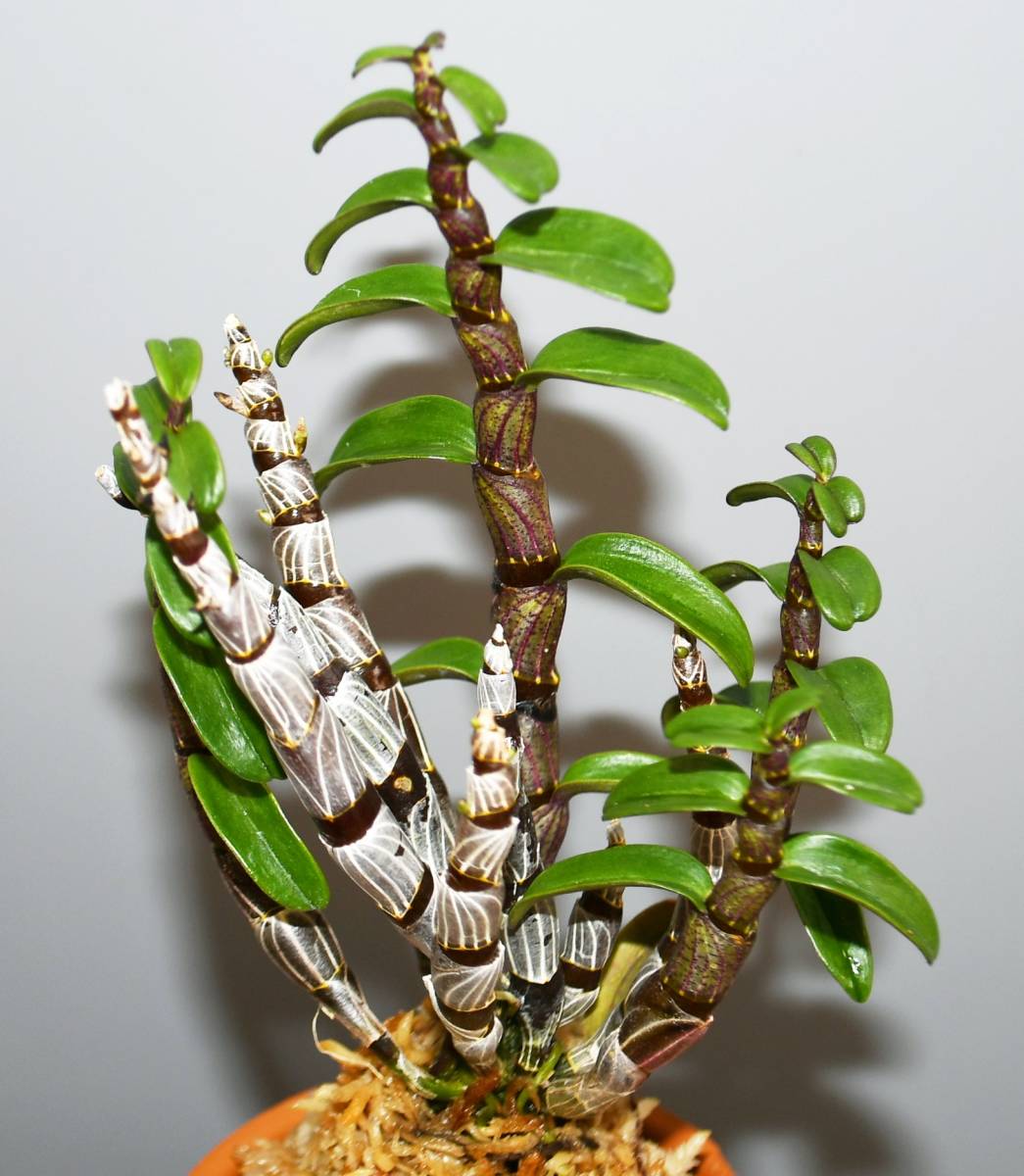 ☆洋蘭☆原種☆カトレア☆C. schilleriana f.coerulea x self