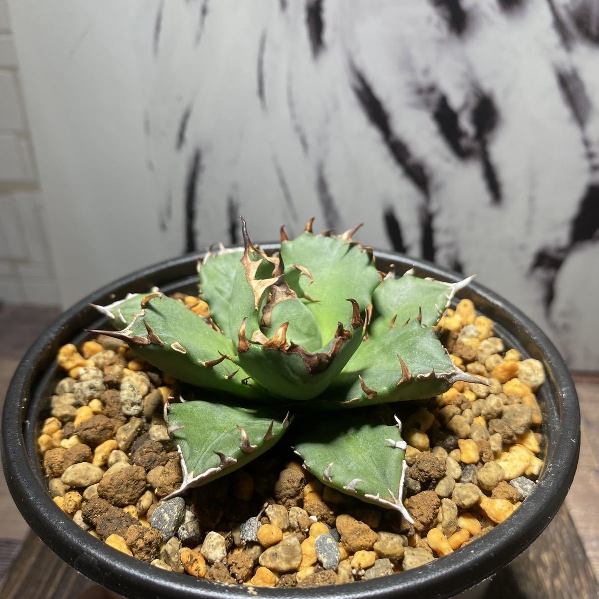 オテロイ アガベ Agave メキシコ チタノタ 種子] oteroi｜人気品種