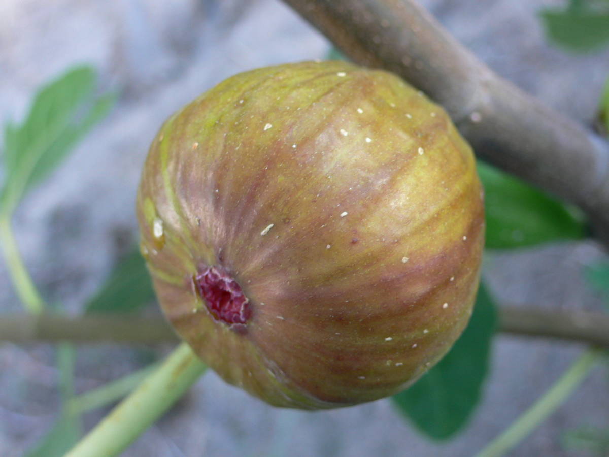 N-149☆Schar Amber☆ イチジク（無花果） 世界の黄緑色皮・琥珀色果肉