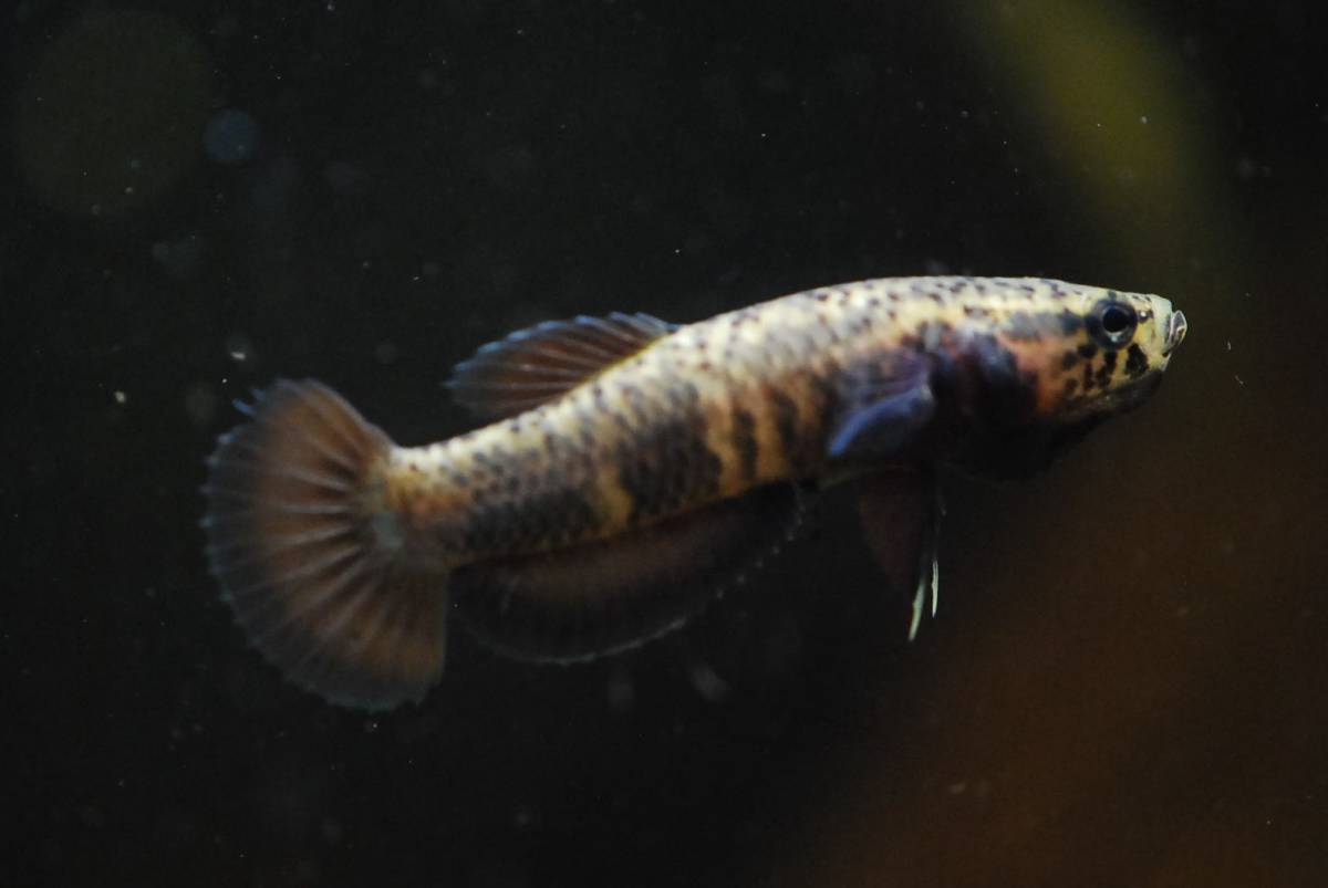 ワイルドベタ アルビマルギナータ ペア Betta albimarginata 【公式通販】