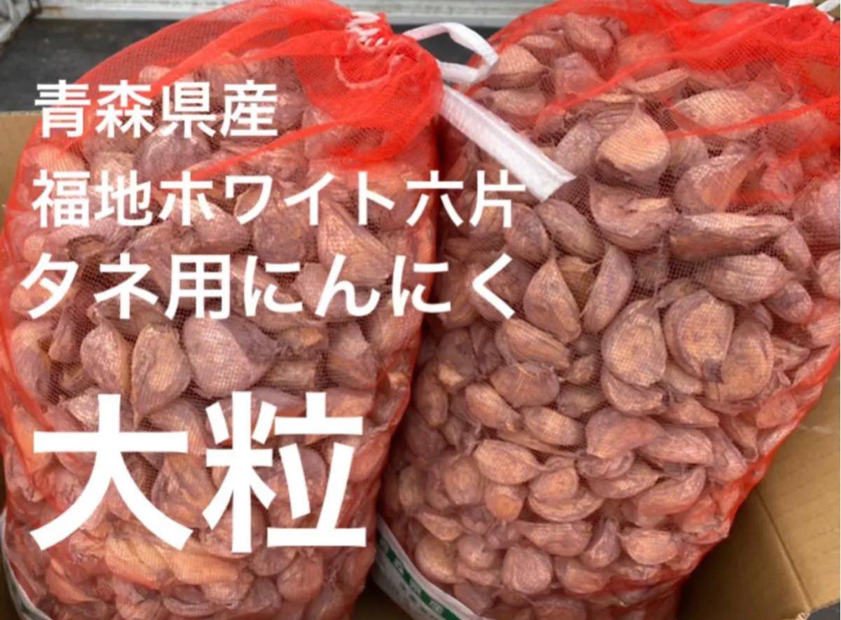 消毒済み タネ用にんにく 20kg Lサイズ以上 青森県産 福地ホワイト六片