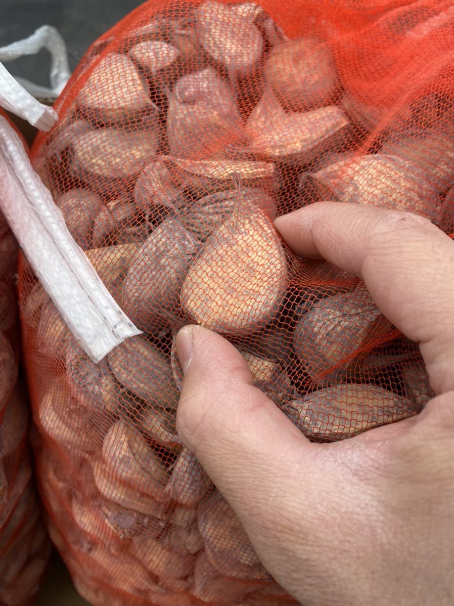 消毒済み タネ用にんにく 20kg Lサイズ以上 青森県産 福地ホワイト六片