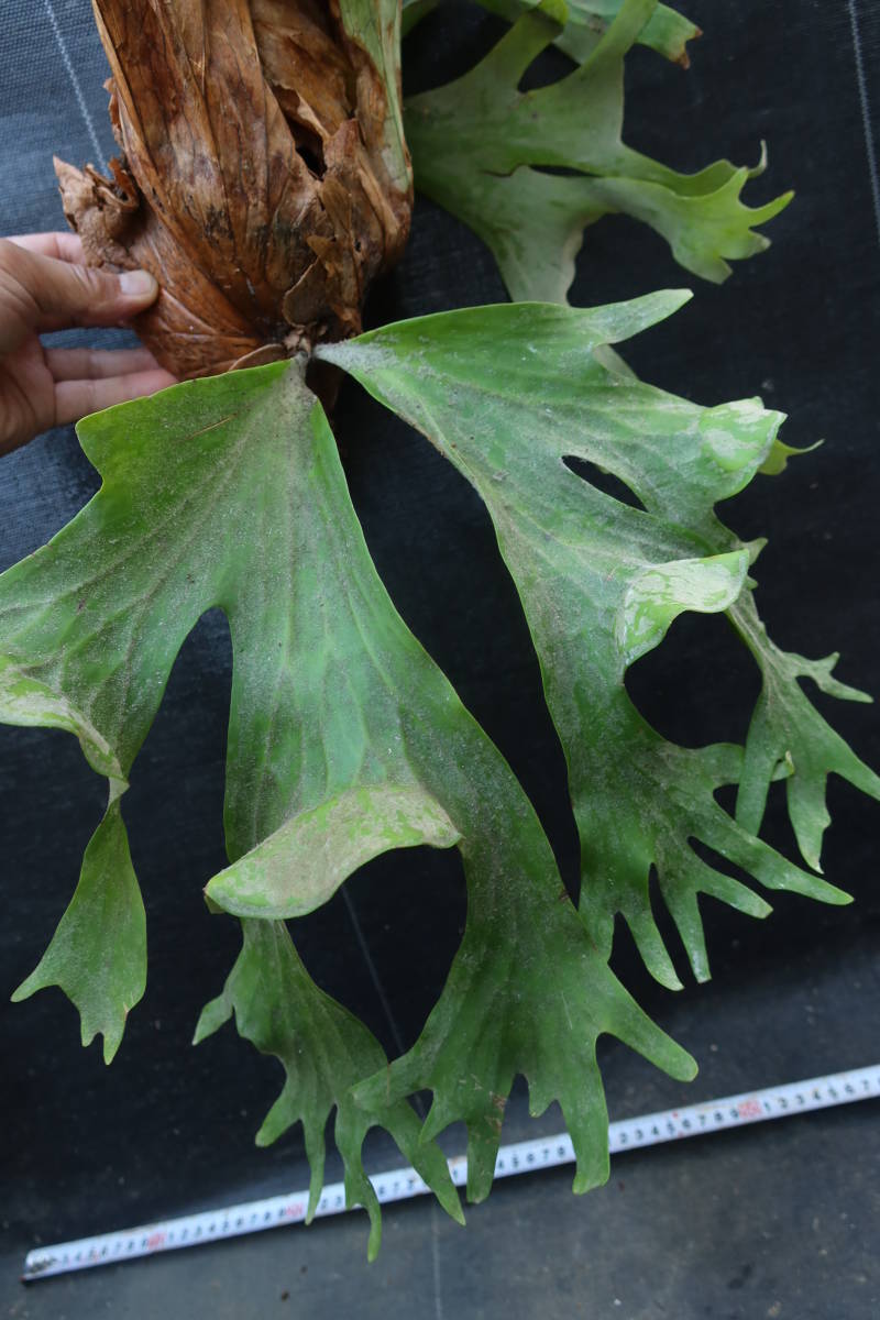 （◎＿◎；）★ビカク野郎★wallichii★wild★★★★good★