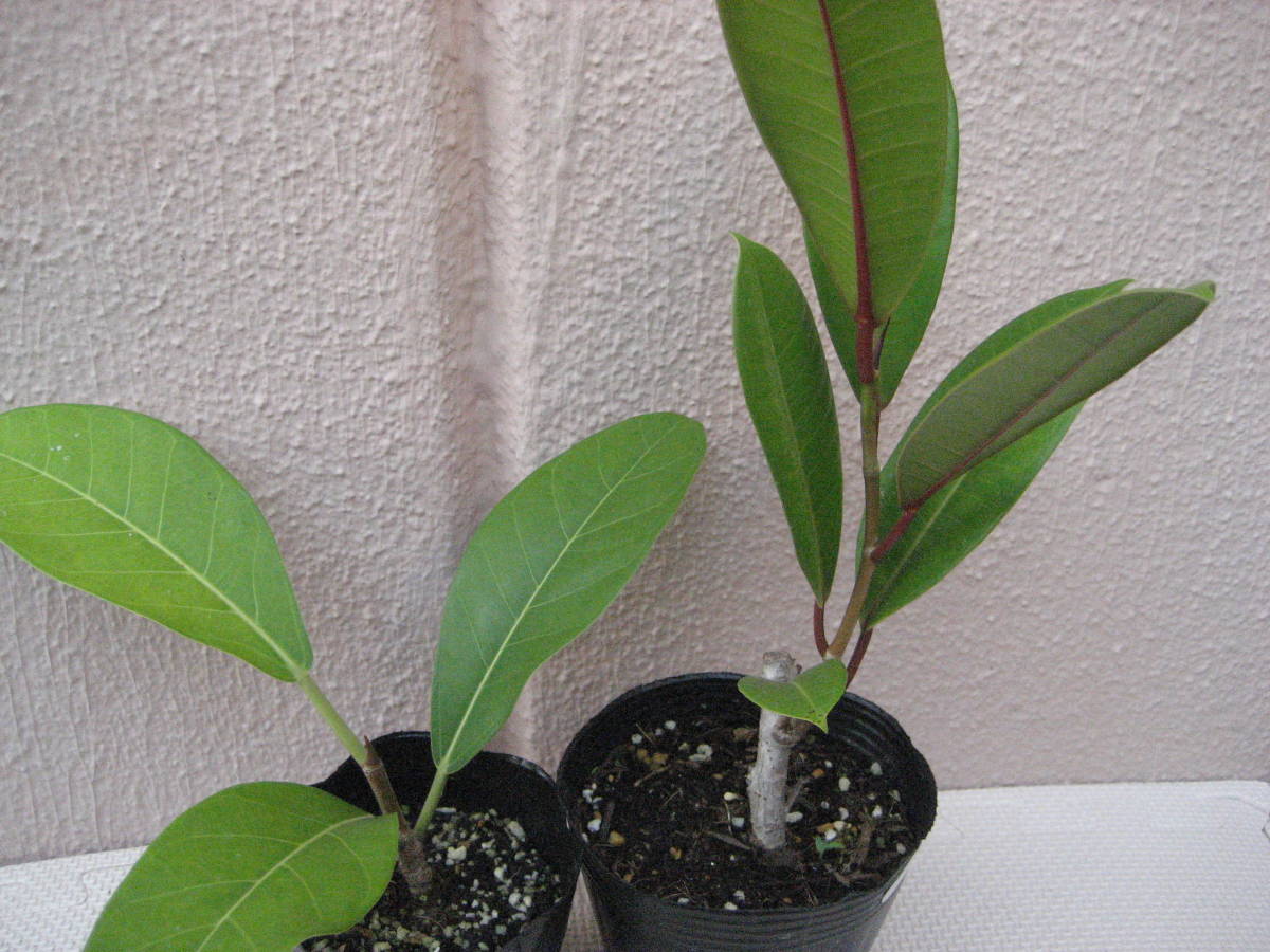 フィカス　ベンガレンシス　ロイとトレソー