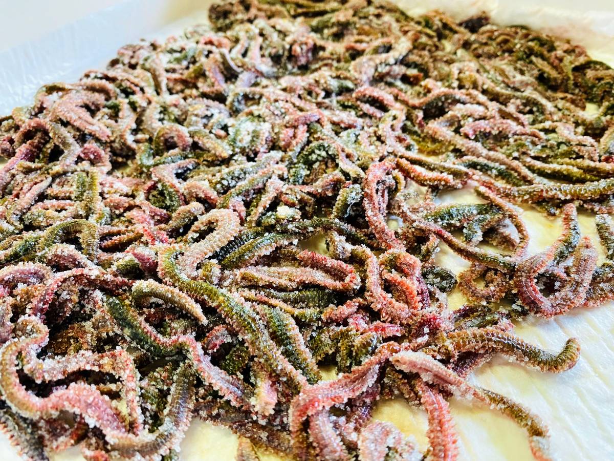 送料込み　塩イソメ　アミノ酸＆ソフト加工　400g分　ネコポス発送_1