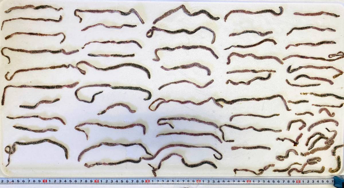 送料込み　塩イソメ　アミノ酸＆ソフト加工　400g分　ネコポス発送_2