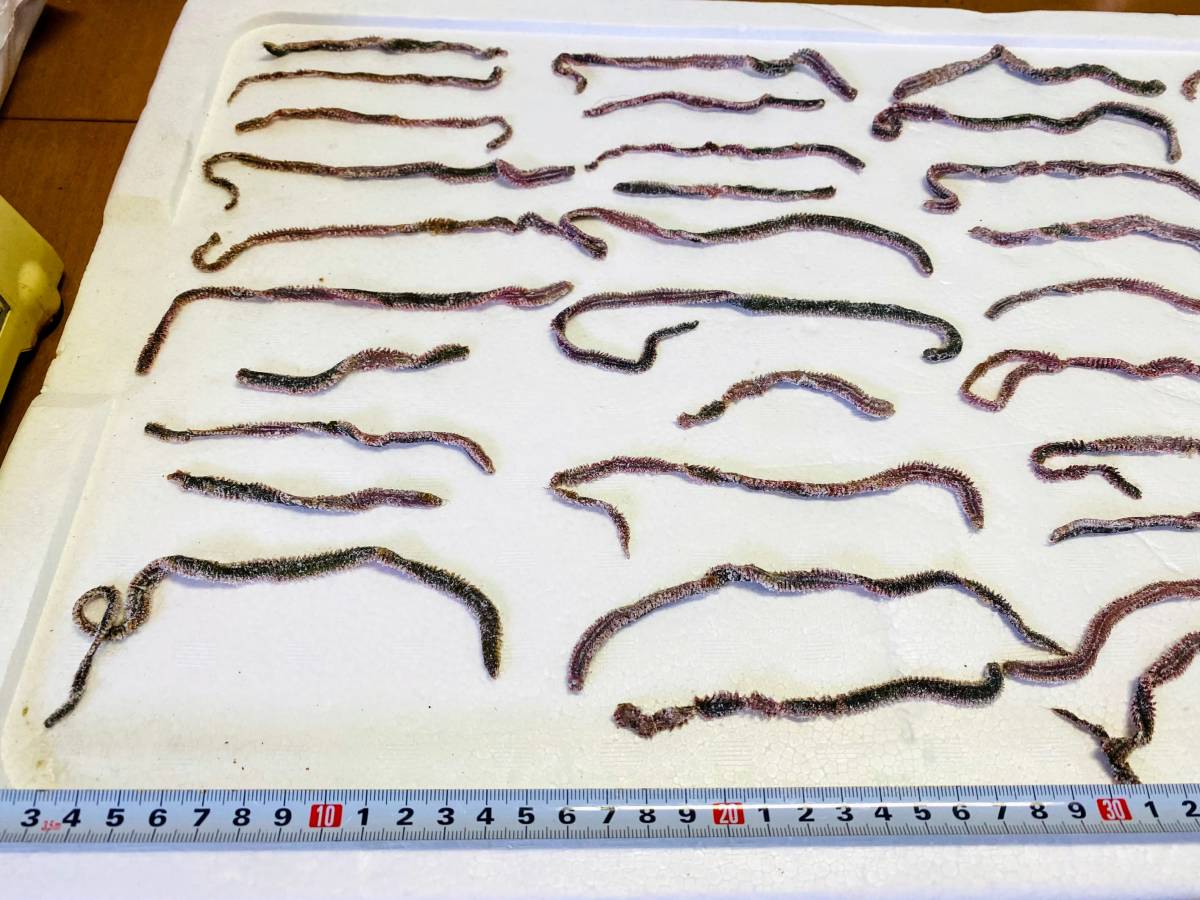 送料込み　塩イソメ　アミノ酸＆ソフト加工　400g分　ネコポス発送_3