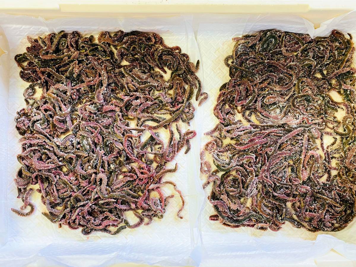 送料込み　塩イソメ　アミノ酸＆ソフト加工　400g分　ネコポス発送_4