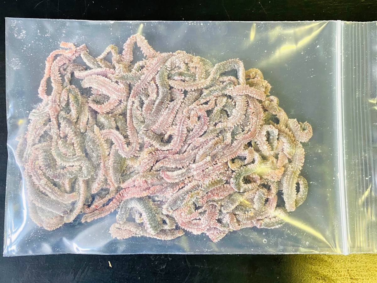 送料込み　塩イソメ　アミノ酸＆ソフト加工　400g分　ネコポス発送_5