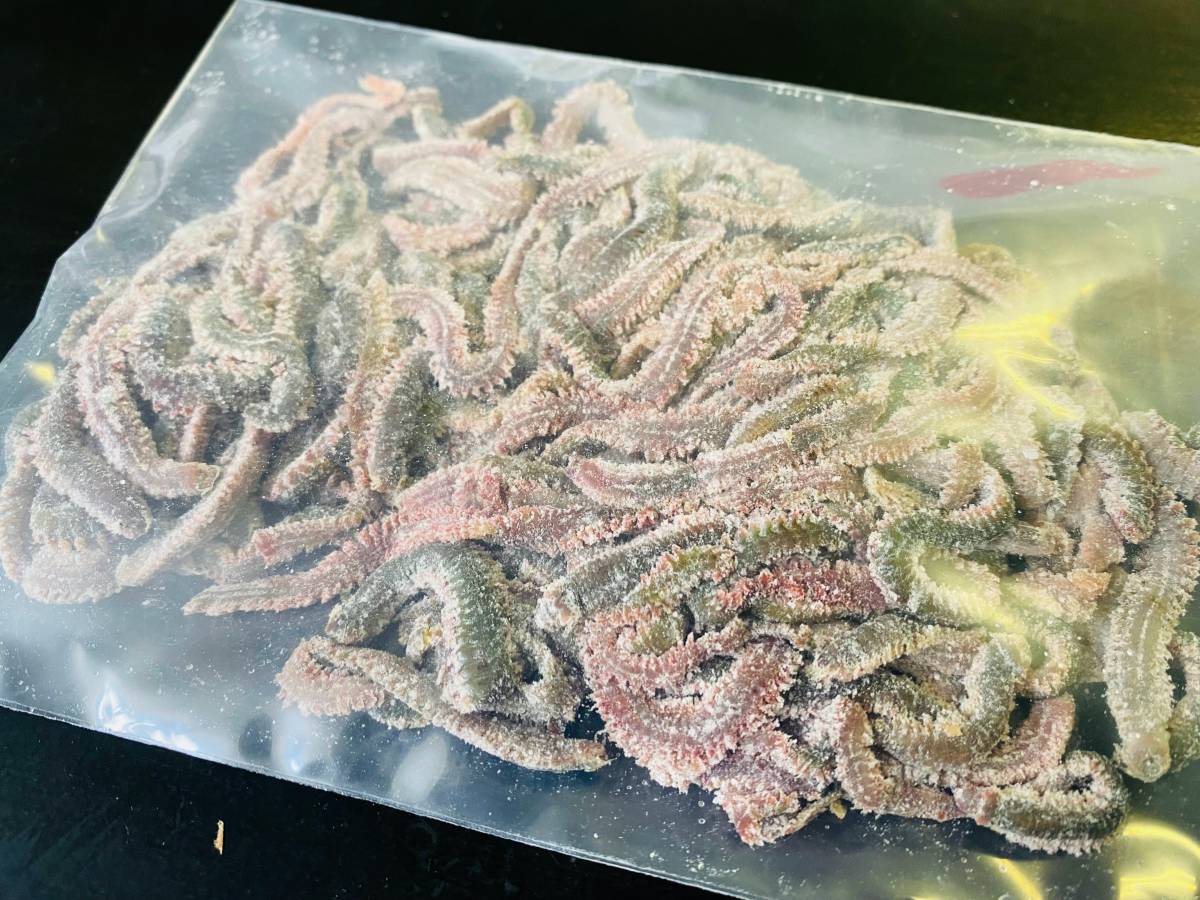 送料込み　塩イソメ　アミノ酸＆ソフト加工　400g分　ネコポス発送_6