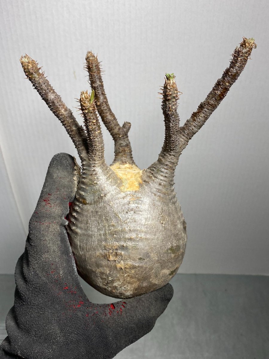 現地株 発根済み 塊根植物 グラキリス パキポディウム 現地球