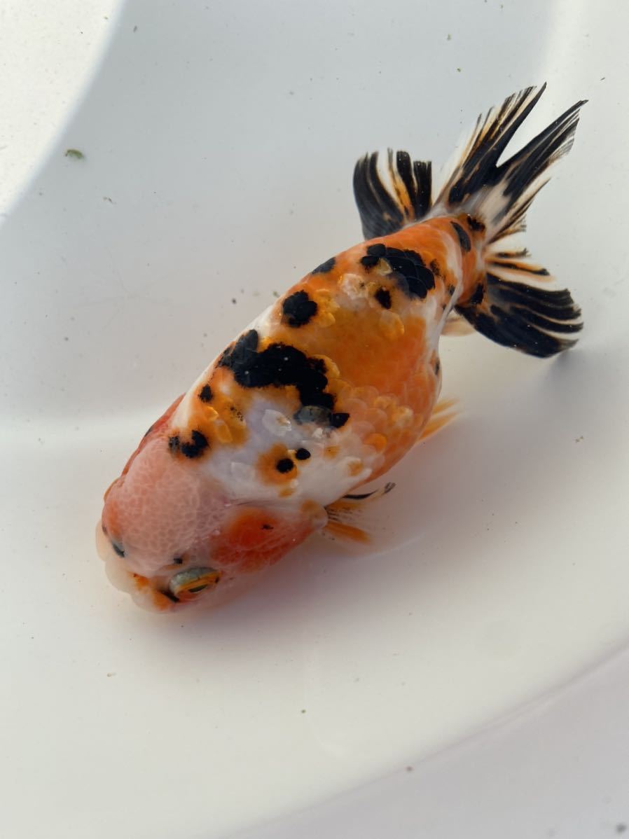 白髪親父ジャンボオランダ獅子頭(黒系）２歳魚 21.5cm（雄） 熊本県 二歳らんちゅう 加藤産（桜錦・江戸錦）。らんちゅう当歳・２歳。 - 愛知県弥富市に | 三歳らんちゅうなど 当歳江戸錦 協会系当歳らんちゅう 土佐金保存会土佐金 上選当歳桜錦江戸錦 新入荷 &frasl; 長洲町