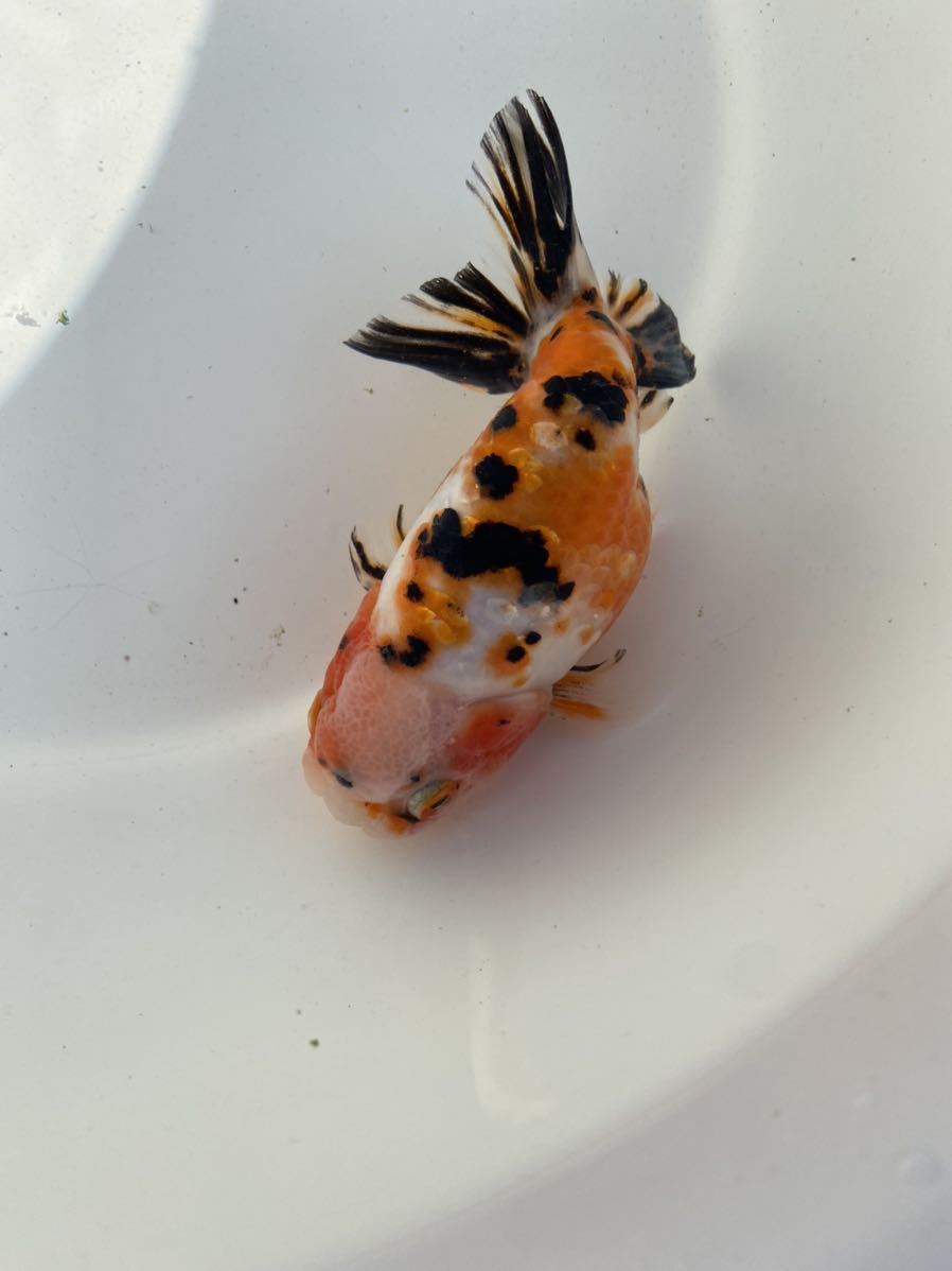 白髪親父ジャンボオランダ獅子頭(黒系）２歳魚 21.5cm（雄） 熊本県 二歳らんちゅう 加藤産（桜錦・江戸錦）。らんちゅう当歳・２歳。 - 愛知県弥富市に | 三歳らんちゅうなど 当歳江戸錦 協会系当歳らんちゅう 土佐金保存会土佐金 上選当歳桜錦江戸錦 新入荷 &frasl; 長洲町