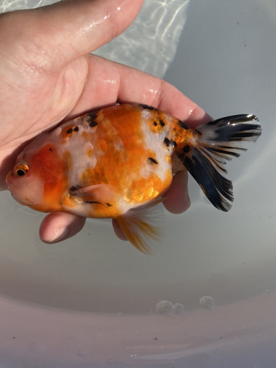 白髪親父ジャンボオランダ獅子頭(黒系）２歳魚 21.5cm（雄） 熊本県 二歳らんちゅう 加藤産（桜錦・江戸錦）。らんちゅう当歳・２歳。 - 愛知県弥富市に | 三歳らんちゅうなど 当歳江戸錦 協会系当歳らんちゅう 土佐金保存会土佐金 上選当歳桜錦江戸錦 新入荷 &frasl; 長洲町