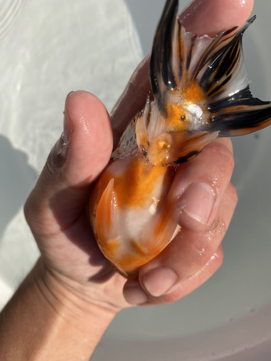 白髪親父ジャンボオランダ獅子頭(黒系）２歳魚 21.5cm（雄） 熊本県 二歳らんちゅう 加藤産（桜錦・江戸錦）。らんちゅう当歳・２歳。 - 愛知県弥富市に | 三歳らんちゅうなど 当歳江戸錦 協会系当歳らんちゅう 土佐金保存会土佐金 上選当歳桜錦江戸錦 新入荷 &frasl; 長洲町