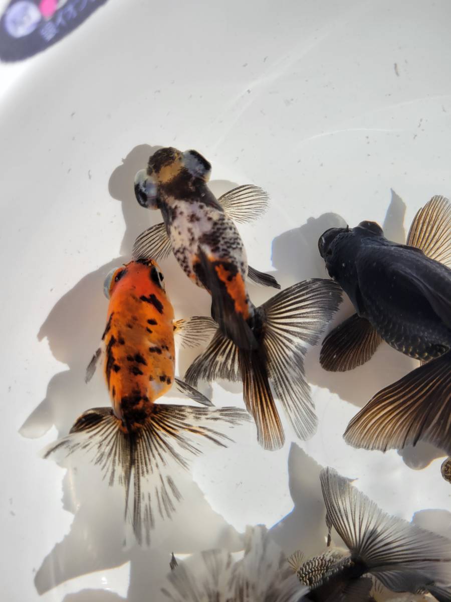 広瀬 Volcamia D ブルカミア ソイル 8キロ×2個 ② 広瀬 ブルカミアD