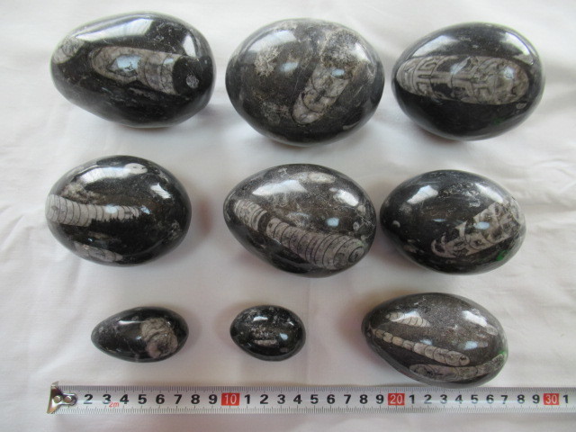 ◆直角石 卵型◆オウムガイ◆９個