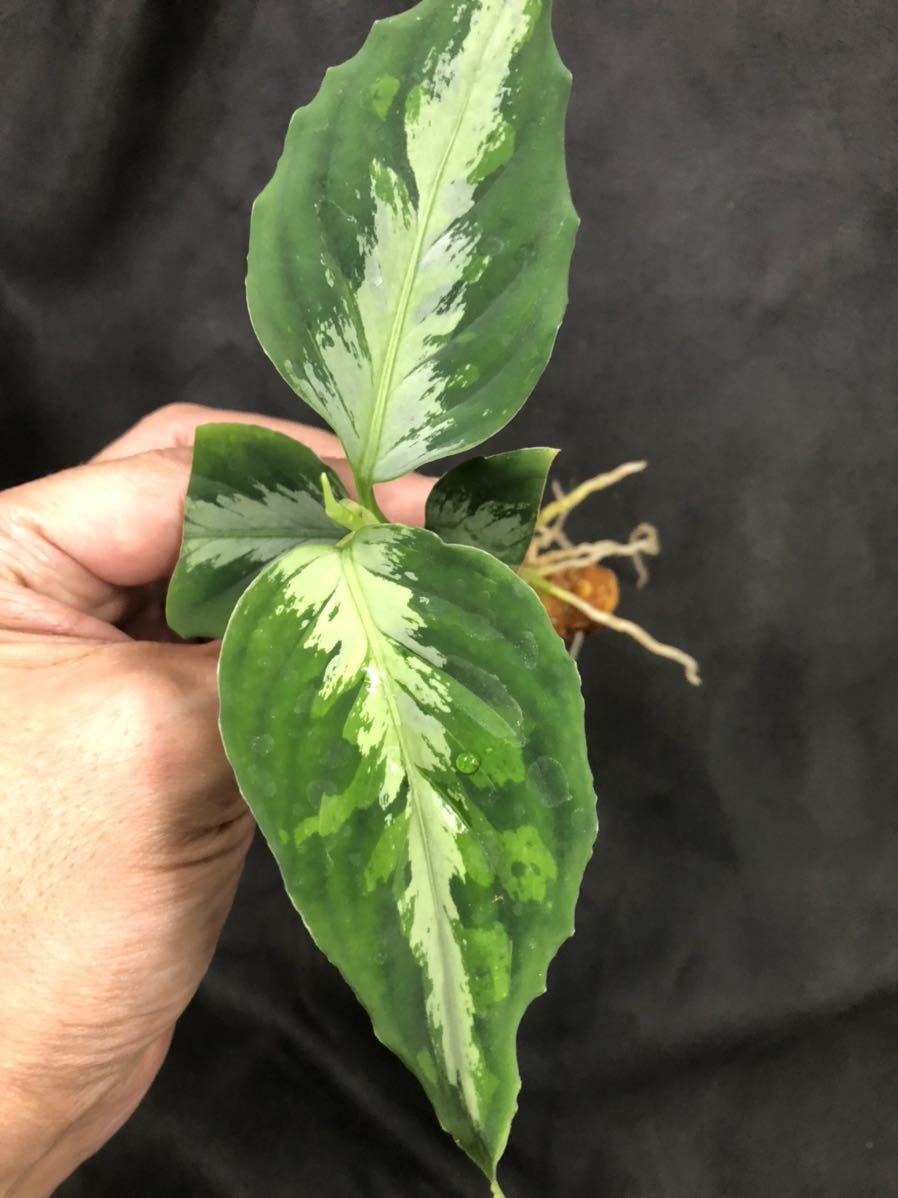 アグラオネマ　TB便　フロスティ Aglaonema pictum TB便 アグラオネマ 【公式通販】
