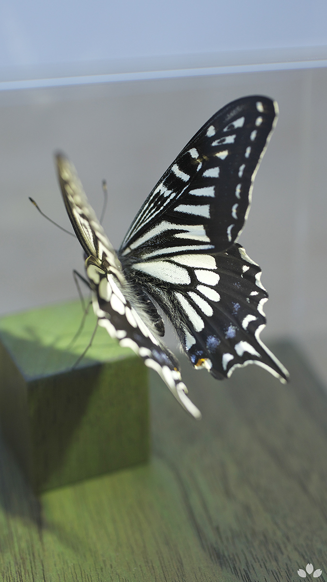 安い，豊富な 立体標本 ナミアゲハ Papilio xuthus(その他)｜売買されたオークション情報、yahooの商品情報をアーカイブ公開 - オークファン その他