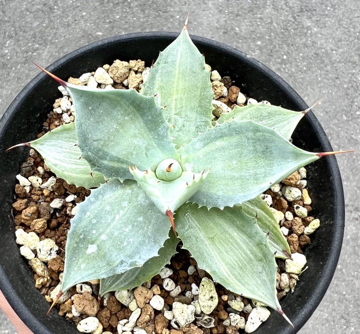 F956】S級極上！【特選強棘 ボール株！！】アガベ ホリダ 強棘 Agave