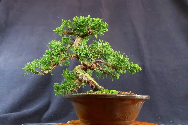 盆栽＜小品盆栽、糸魚川真柏、模様木、樹高15，5cm＞棚出し 【公式通販】