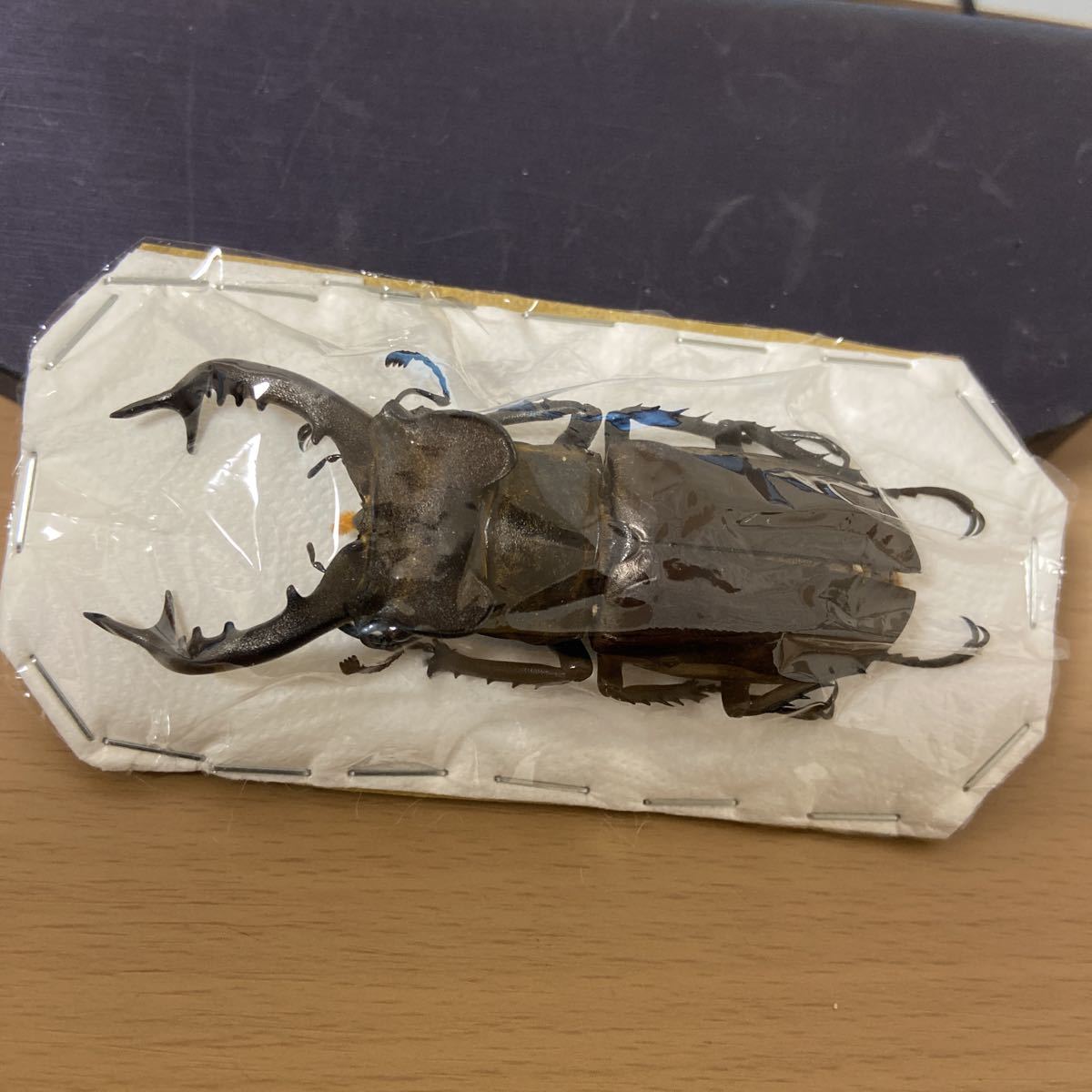 タカサゴミヤマクワガタ（チョウセンミヤマ台湾亜種）Lucanus dobowshy