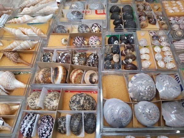 Haliris ホビー・楽器・アート 貝殻標本A まとめ売り 貝類 貝類 貝