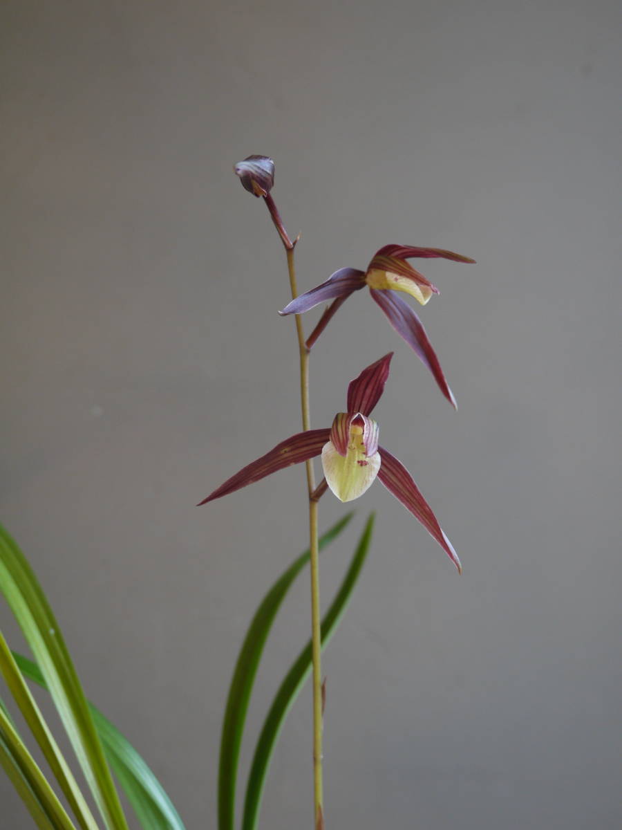 ◎　土佐寒蘭　望郷の月　（紅　無点系大舌）　登録品種　花付