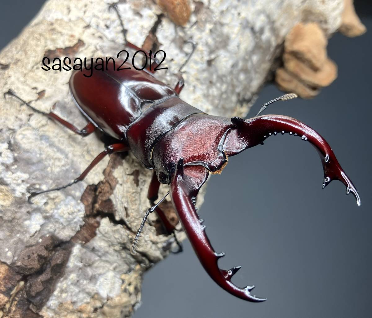 スマトラオオヒラタ 幼虫6匹セット ever×kuni(103.7mm×55.1mm)(再