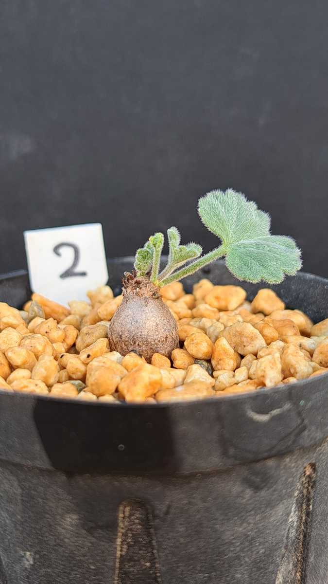ペラルゴニウム ミラビレ 2 （Pelargonium mirabile) コーデックス
