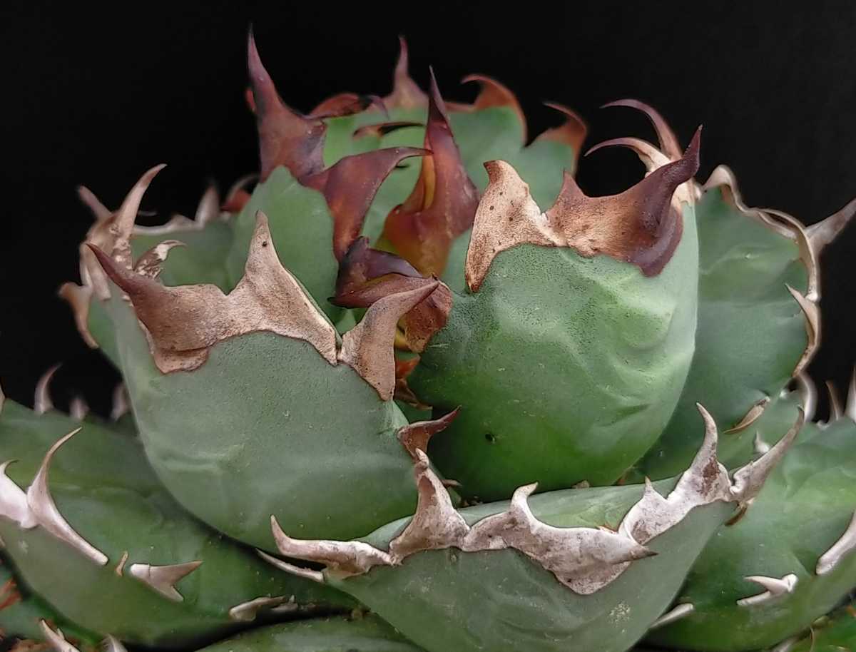 アガベ チタノタ【抜き苗発送】YA-67 Agave Titanota 検索用)丸葉厚