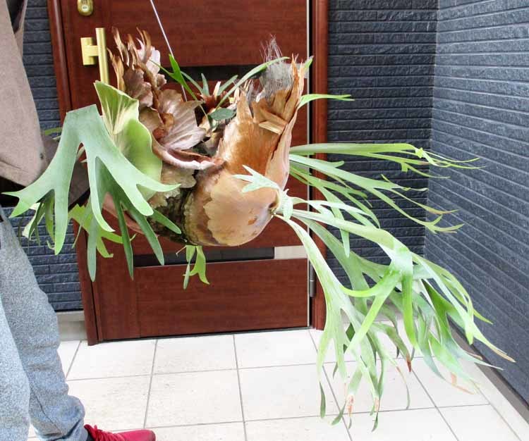 観葉植物 大株ビカクシダ アルシコルネ群生