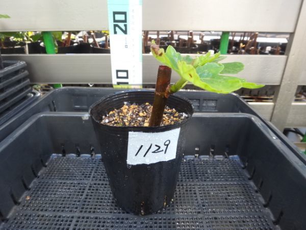 希少イチジク苗　Abicou（アビク）　挿し木苗1129