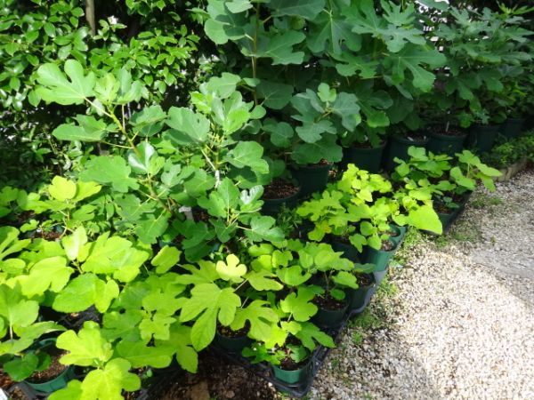 Abicou（アビク） 収穫確認済み イチジク苗 - メルカリ