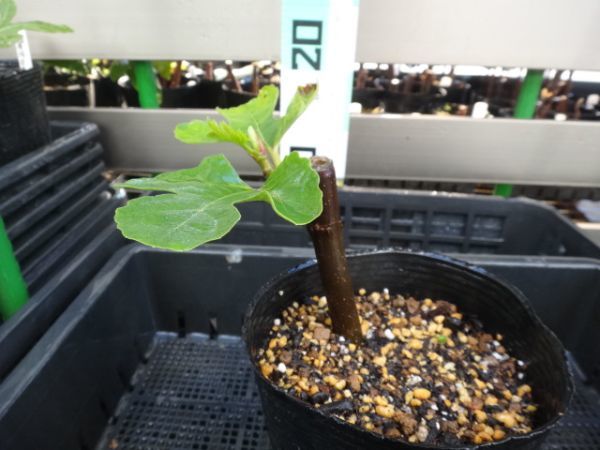 Abicou（アビク） 収穫確認済み イチジク苗 - メルカリ