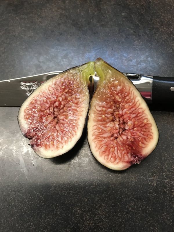 Abicou（アビク） 収穫確認済み イチジク苗 - メルカリ