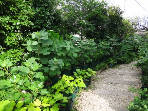 Abicou（アビク） 収穫確認済み イチジク苗 - メルカリ